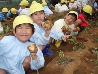 じゃがいも掘り